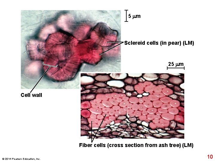 5 m Sclereid cells (in pear) (LM) 25 m Cell wall Fiber cells (cross
