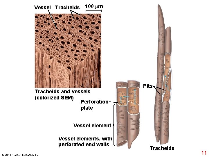 Vessel Tracheids 100 m Tracheids and vessels (colorized SEM) Perforation plate Pits Vessel elements,