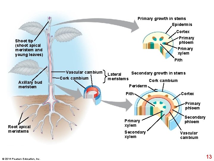 Primary growth in stems Epidermis Cortex Primary phloem Shoot tip (shoot apical meristem and