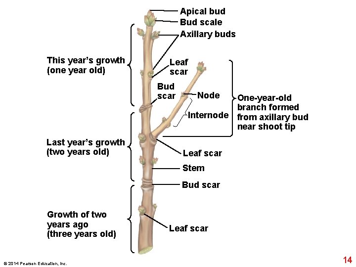 Apical bud Bud scale Axillary buds This year’s growth (one year old) Leaf scar