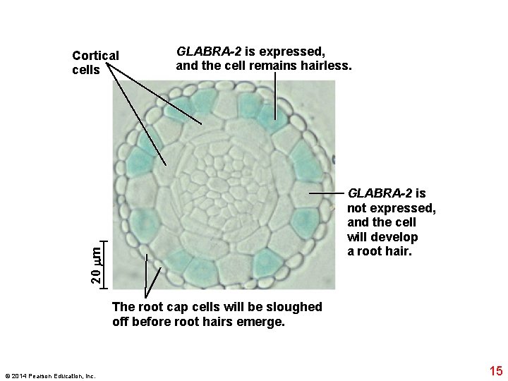 Cortical cells GLABRA-2 is expressed, and the cell remains hairless. 20 m GLABRA-2 is