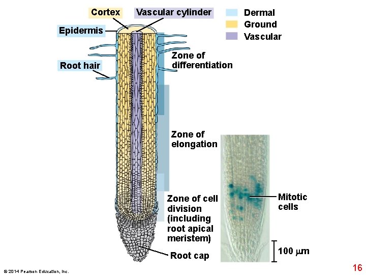 Cortex Vascular cylinder Epidermis Root hair Dermal Ground Vascular Zone of differentiation Zone of