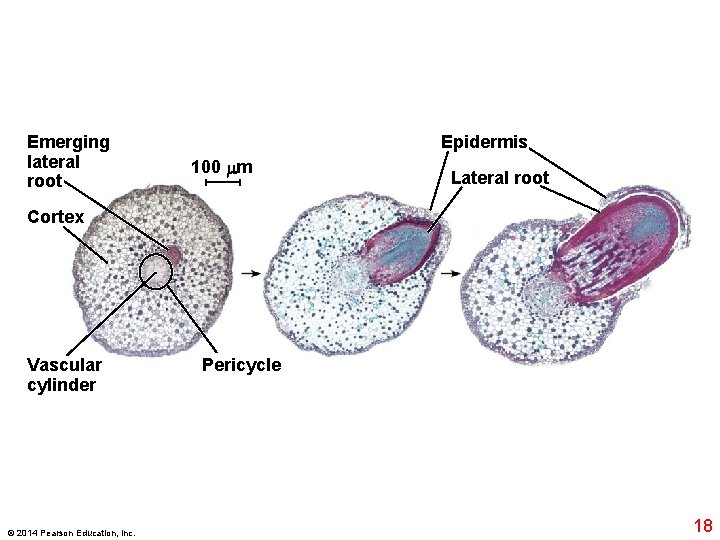Emerging lateral root Epidermis 100 m Lateral root Cortex Vascular cylinder © 2014 Pearson