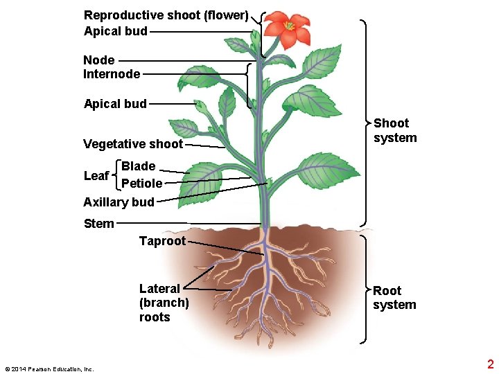 Reproductive shoot (flower) Apical bud Node Internode Apical bud Vegetative shoot Shoot system Blade