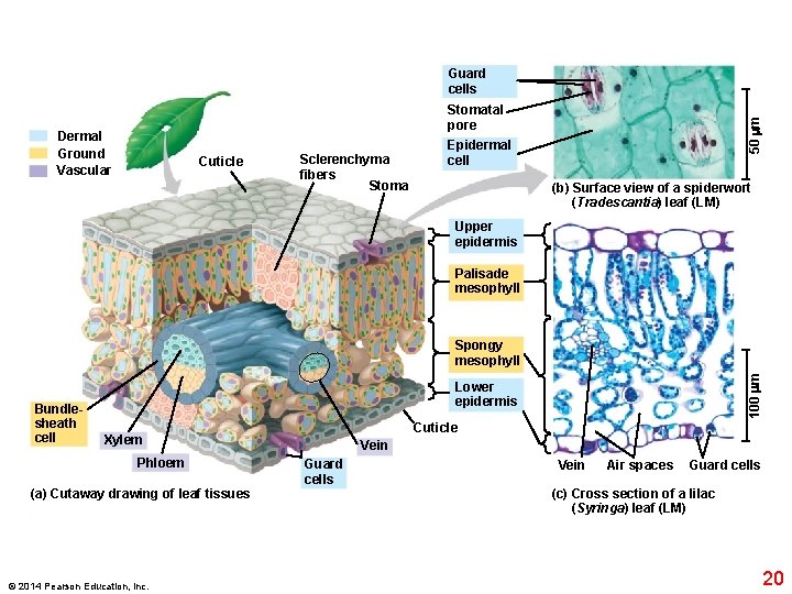 Guard cells Dermal Ground Vascular Cuticle Sclerenchyma fibers Stoma 50 m Stomatal pore Epidermal