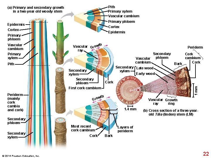 Pith Primary xylem Vascular cambium (a) Primary and secondary growth in a two-year-old woody