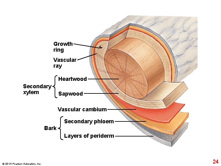 Growth ring Vascular ray Heartwood Secondary xylem Sapwood Vascular cambium Secondary phloem Bark Layers