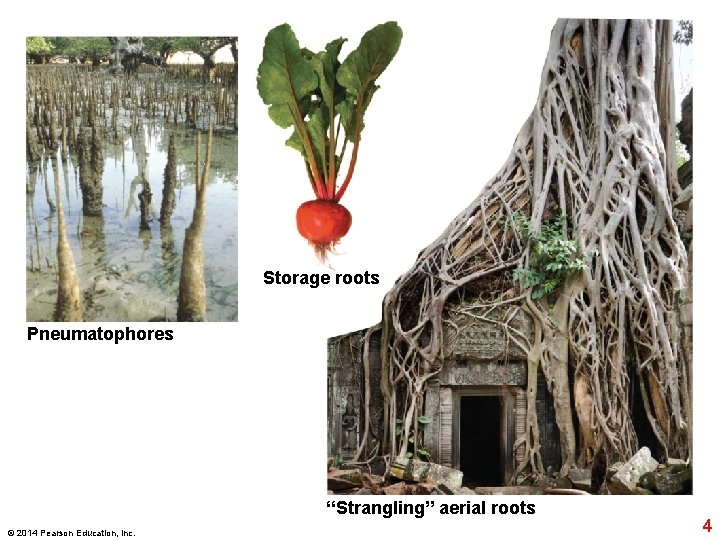 Storage roots Pneumatophores “Strangling” aerial roots © 2014 Pearson Education, Inc. 4 