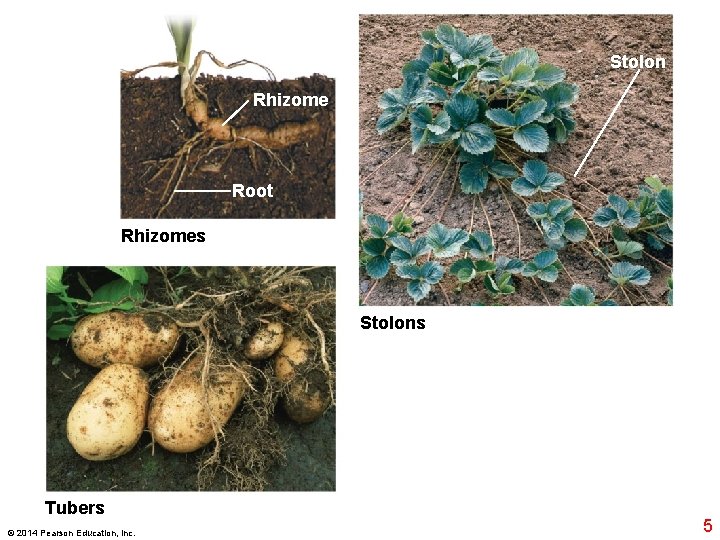 Stolon Rhizome Root Rhizomes Stolons Tubers © 2014 Pearson Education, Inc. 5 