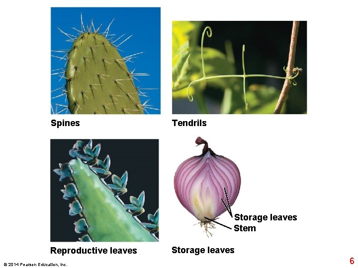 Spines Tendrils Storage leaves Stem Reproductive leaves © 2014 Pearson Education, Inc. Storage leaves