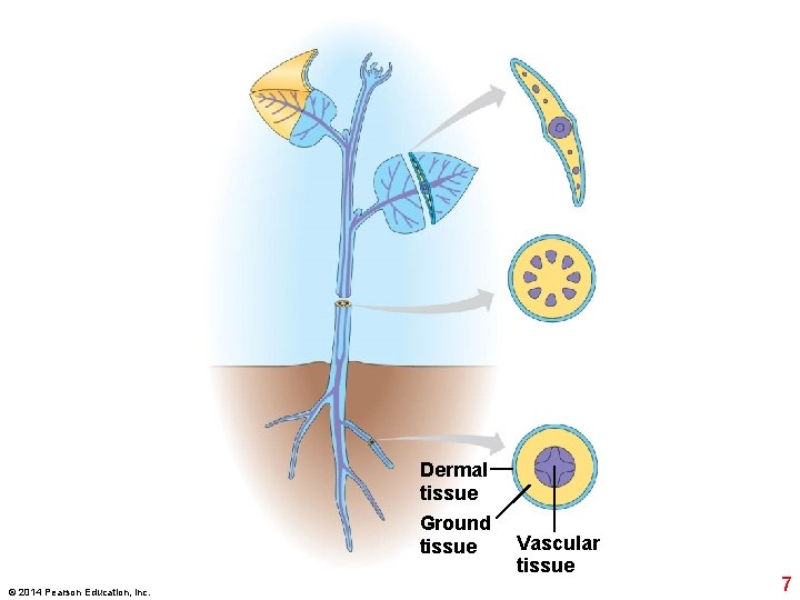 Dermal tissue Ground tissue © 2014 Pearson Education, Inc. Vascular tissue 7 