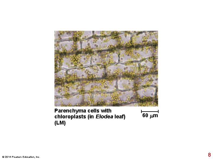 Parenchyma cells with chloroplasts (in Elodea leaf) (LM) © 2014 Pearson Education, Inc. 60