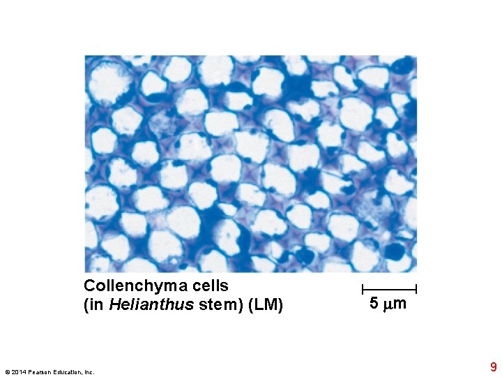 Collenchyma cells (in Helianthus stem) (LM) © 2014 Pearson Education, Inc. 5 m 9