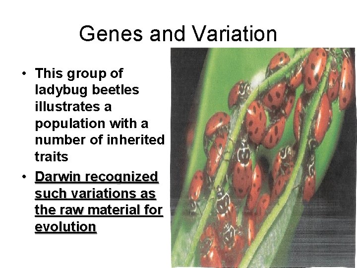 Genes and Variation • This group of ladybug beetles illustrates a population with a