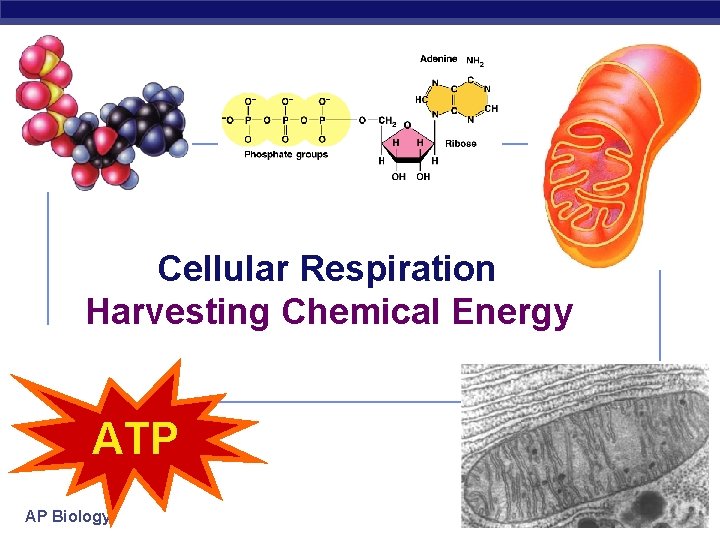 Cellular Respiration Harvesting Chemical Energy ATP AP Biology 2006 -2007 