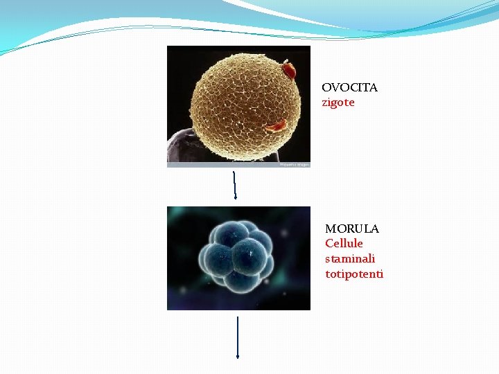 OVOCITA zigote MORULA Cellule staminali totipotenti 