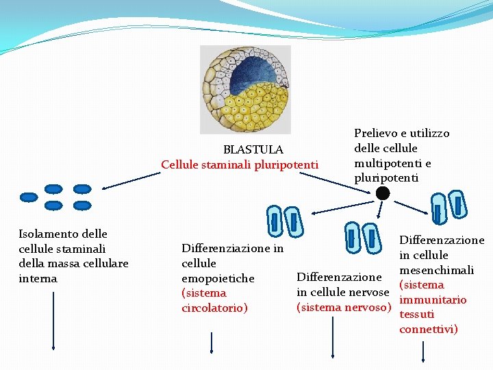 BLASTULA Cellule staminali pluripotenti Isolamento delle cellule staminali della massa cellulare interna Differenziazione in