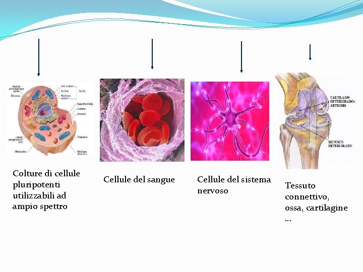 Colture di cellule pluripotenti utilizzabili ad ampio spettro Cellule del sangue Cellule del sistema