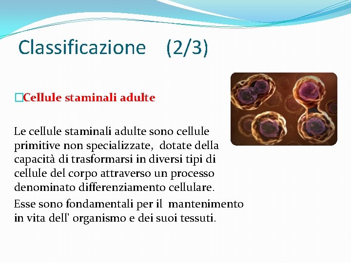 Classificazione (2/3) �Cellule staminali adulte Le cellule staminali adulte sono cellule primitive non specializzate,