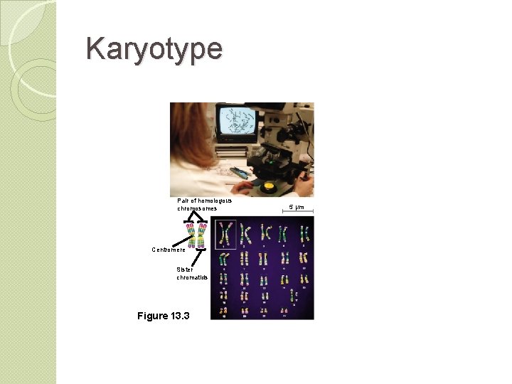 Karyotype Pair of homologous chromosomes Centromere Sister chromatids Figure 13. 3 5 µm 