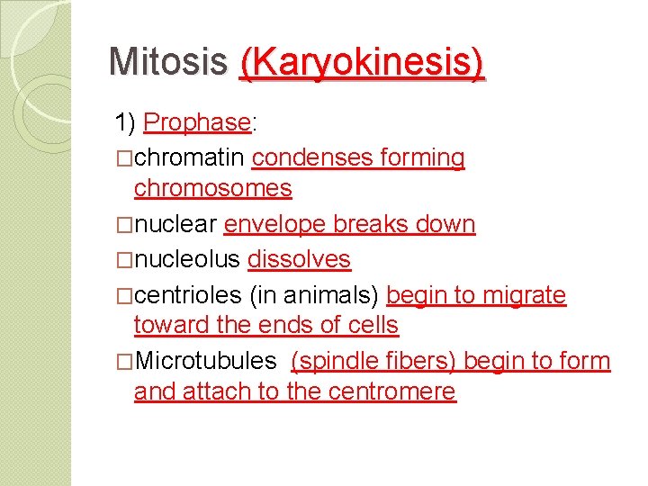 Mitosis (Karyokinesis) 1) Prophase: �chromatin condenses forming chromosomes �nuclear envelope breaks down �nucleolus dissolves