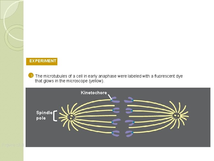 EXPERIMENT 1 The microtubules of a cell in early anaphase were labeled with a