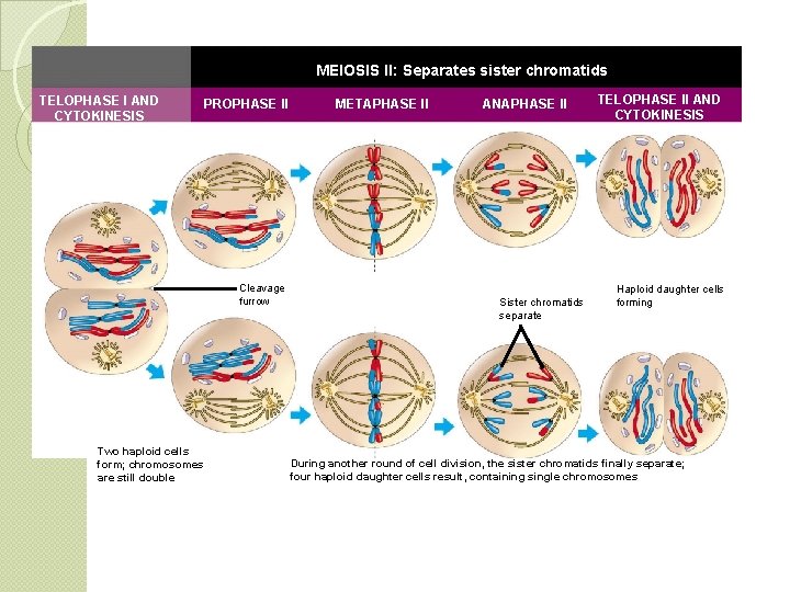 MEIOSIS II: Separates sister chromatids TELOPHASE I AND CYTOKINESIS PROPHASE II Cleavage furrow Two MEIOSIS II: Separates sister chromatids TELOPHASE I AND CYTOKINESIS PROPHASE II Cleavage furrow Two