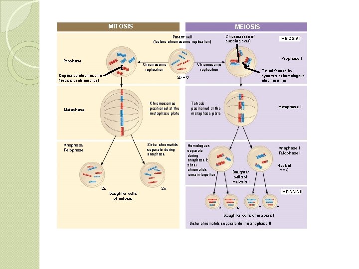 MITOSIS MEIOSIS Chiasma (site of crossing over) Parent cell (before chromosome replication) MEIOSIS I
