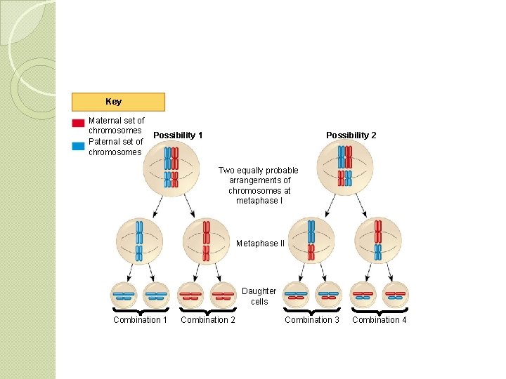 Key Maternal set of chromosomes Possibility 1 Possibility 2 Two equally probable arrangements of