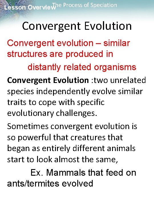 The Process of Speciation Lesson Overview Convergent Evolution Convergent evolution – similar structures are The Process of Speciation Lesson Overview Convergent Evolution Convergent evolution – similar structures are