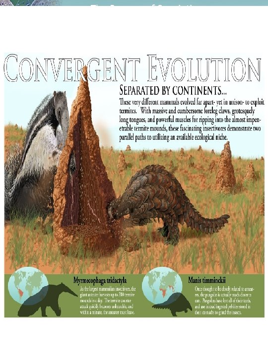 The Process of Speciation Lesson Overview The Process of Speciation Lesson Overview
