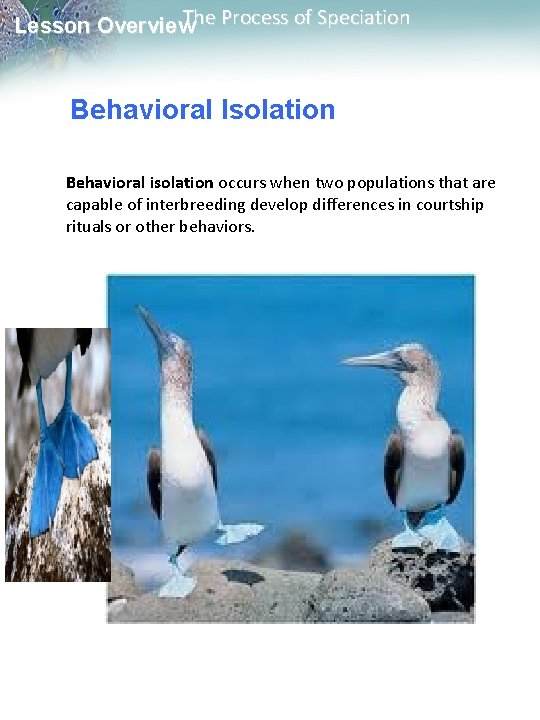 The Process of Speciation Lesson Overview Behavioral Isolation Behavioral isolation occurs when two populations The Process of Speciation Lesson Overview Behavioral Isolation Behavioral isolation occurs when two populations