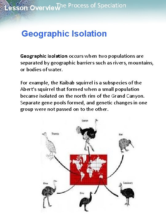 The Process of Speciation Lesson Overview Geographic Isolation Geographic isolation occurs when two populations The Process of Speciation Lesson Overview Geographic Isolation Geographic isolation occurs when two populations