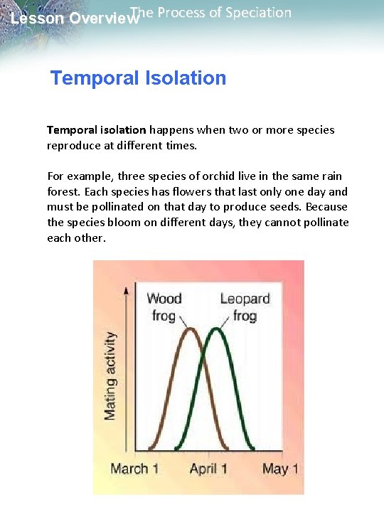The Process of Speciation Lesson Overview Temporal Isolation Temporal isolation happens when two or The Process of Speciation Lesson Overview Temporal Isolation Temporal isolation happens when two or