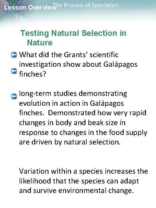 The Process of Speciation Lesson Overview Testing Natural Selection in Nature What did the The Process of Speciation Lesson Overview Testing Natural Selection in Nature What did the