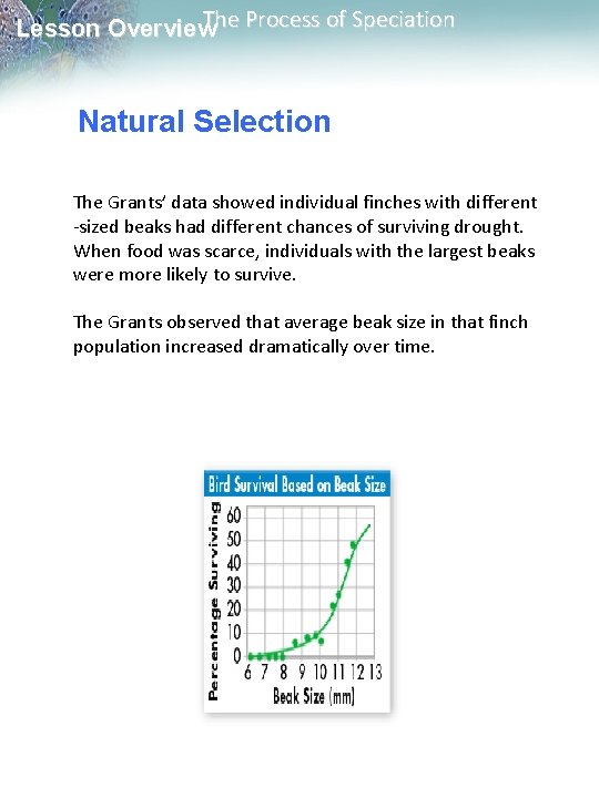 The Process of Speciation Lesson Overview Natural Selection The Grants’ data showed individual finches The Process of Speciation Lesson Overview Natural Selection The Grants’ data showed individual finches