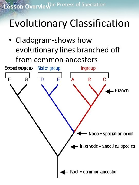 The Process of Speciation Lesson Overview Evolutionary Classification • Cladogram-shows how evolutionary lines branched The Process of Speciation Lesson Overview Evolutionary Classification • Cladogram-shows how evolutionary lines branched
