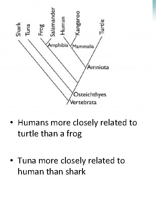 The Process of Speciation Lesson Overview • Humans more closely related to turtle than The Process of Speciation Lesson Overview • Humans more closely related to turtle than