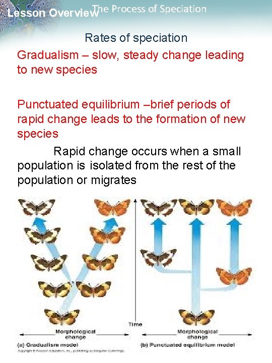 The Process of Speciation Lesson Overview Rates of speciation Gradualism – slow, steady change The Process of Speciation Lesson Overview Rates of speciation Gradualism – slow, steady change