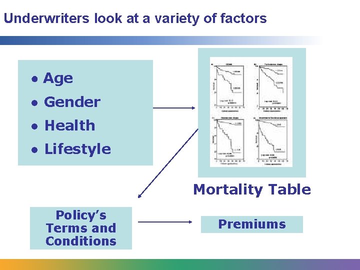 Underwriters look at a variety of factors ● Age ● Gender ● Health ●