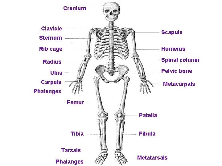 Cranium Clavicle Scapula Sternum Rib cage Humerus Spinal column Radius Pelvic bone Ulna Carpals