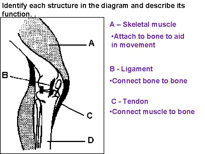 Identify each structure in the diagram and describe its function. . A – Skeletal