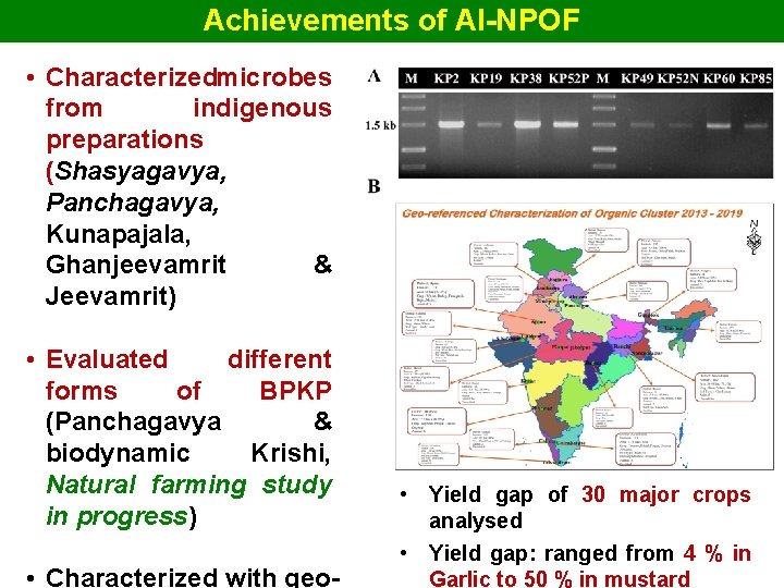 Achievements of AI-NPOF • Characterizedmicrobes from indigenous preparations (Shasyagavya, Panchagavya, Kunapajala, Ghanjeevamrit & Jeevamrit)