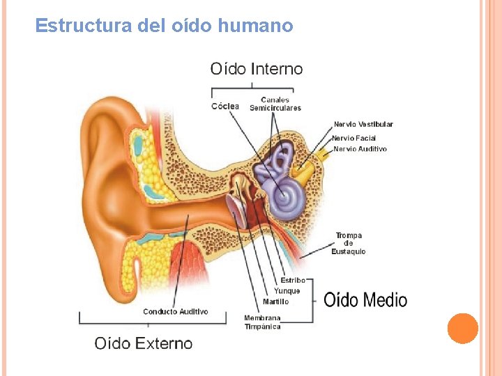 Estructura del oído humano 