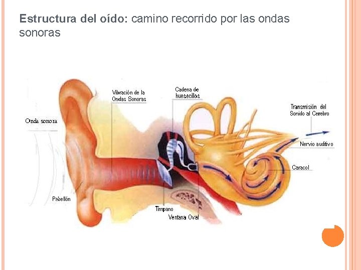 Estructura del oído: camino recorrido por las ondas sonoras 