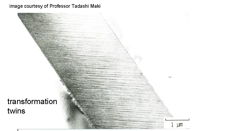 image courtesy of Professor Tadashi Maki transformation twins 