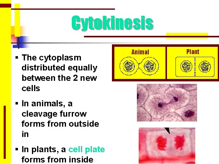 Cytokinesis § The cytoplasm distributed equally between the 2 new cells § In animals,