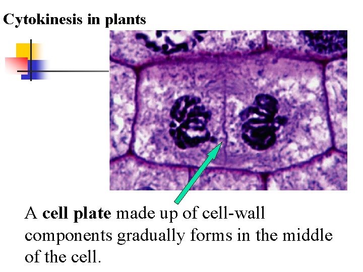 Cytokinesis in plants A cell plate made up of cell-wall components gradually forms in