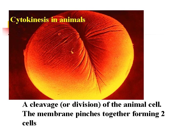 Cytokinesis in animals A cleavage (or division) of the animal cell. The membrane pinches