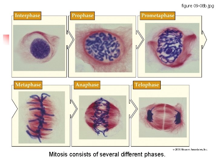 figure 09 -08 b. jpg Figure 9. 8 – Part 2 Mitosis consists of
